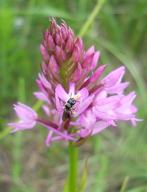 Ceratina cucurbitina (Apidae) su Anacamptis pyramidalis